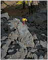 Llano del Banco - lava que, lava flow, Lavastrom (c) ulf laube